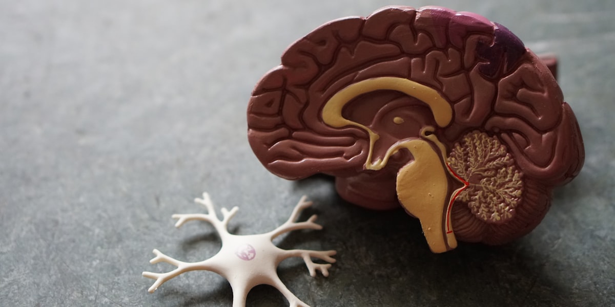 Navigating Cognitive Biases in LLMs: Insights from the COBBLER Benchmark